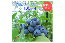 採れたて！大粒系ブルーベリー　100g×4パック　※2026年5月上旬～7月上旬頃に順次発送予定