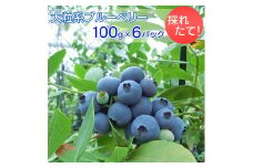 採れたて！大粒系ブルーベリー　100g×6パック ※2025年5月上旬〜7月上旬頃に順次発送予定 ※着日指定不可