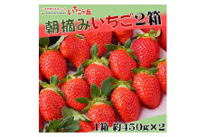 【2025年1月上旬発送開始】まるは食堂 マルハリゾート いちごの丘の『朝摘みいちご』2箱（1箱約450g）
※2025年1月上旬～3月下旬頃に順次発送予定
※北海道・沖縄・離島への配送不可
※着日指定不可