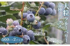 大粒ブルーベリー品種ミックス 500g×2パック ※2025年6月上旬～8月上旬頃に順次発送予定 ※離島への配送不可