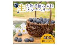 【先行受付予約】知多半島 生ブルーベリー 400g（100g×4パック） 完熟 果物 フルーツ 旬 農園直送 青果物 国産 健康 美容 愛知県 美浜町 ブルーベリーの里みはま 産地直送 ※2026年6月上旬～8月中旬に順次発送予定 送料無料 数量限定 期間限定 ※北海道・沖縄・離島への配送不可