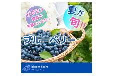 ブルーベリー 訳あり 500g×2パック | 大粒 品種ミックス くだもの 果物 フルーツ ヨーグルト ジャム 国産 愛知県産 ※北海道・沖縄・離島への配送不可