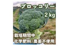 こだわりブロッコリー　栽培期間中化学肥料/農薬不使用　2kg以上(5-8本)　【1487695】