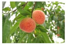 《数量限定》幸田町産「桃」3kg 化粧箱入り ※着日時指定不可※北海道・沖縄・離島への発送不可 ※ 6月下旬頃～7月下旬頃に順次発送予定 もも フルーツ 果物