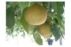 《数量限定》幸田町産「梨」5kg（10～12玉）箱入り 8月下旬～9月中旬発送予定 ※着日時指定不可 ※北海道・沖縄・離島への発送不可※ なし 果物 フルーツ お取り寄せ