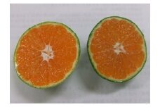《数量限定》幸田町産「グリーンハウスみかん 2kg 化粧箱」 8月中旬～9月上旬に発送予定 みかん 蜜柑 果物 フルーツ 