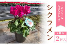 〈予約品〉一番きれいな色をお届け★シクラメン４号鉢２鉢セット シクラメン 花 -010
