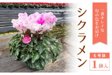 〈予約品〉シクラメン6号鉢 鉢花 花 冬の花 クリスマス プレゼント ギフト 贈り物 -035