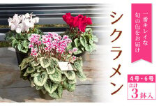 〈予約品〉シクラメン　4号鉢２鉢セットと6号鉢1鉢 鉢花 花 クリスマス 冬の花 ギフト 贈り物 プレゼント -039