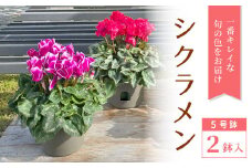 〈予約品〉シクラメン５号鉢２鉢セット 鉢花 花 クリスマス 冬の花 冬 ギフト プレゼント -029