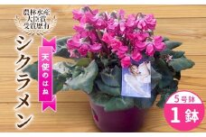 〈予約品〉希少 シクラメン ５号鉢 【天使のはね】 農林水産大臣賞受賞歴あり 花 ピンク 白 赤 プレゼント 贈り物 鉢花 鉢 ガーデン ガーデニング 愛知県産 クリスマス -223
