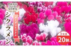 〈予約品〉シクラメン ガーデンミックス 3号鉢×20鉢 農林水産大臣賞受賞歴あり 花 ピンク 白 赤 プレゼント 贈り物 鉢花 鉢 ガーデン ガーデニング 高品質 クリスマス 愛知県産 -222
