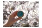 豊根村の桜とキャビア