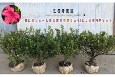 【生産者直送】枝にボリュームある露地栽培サツキ(ピンク花)4本セット [ さつき 植木 庭木 ガーデニング 常緑 低木 ]