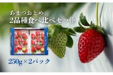 あまつおとめ いちご 2品種 食べ比べセット 計500g (250g×2パック)[ 五感で楽しむ至福のいちご よつぼし かおり野 スターナイト うた乃 ほしうらら 果物 フルーツ 苺 イチゴ ブランド 詰め合わせ お楽しみ 人気 ]