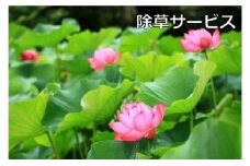 ご先祖見守りサービス：除草サービス～お墓の管理をお手伝いします～