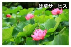 ご先祖見守りサービス：除草サービス～お墓の管理をお手伝いします～