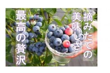 【期間限定】［体験型］四日市で旬の味を体験！「ブルーベリー狩り」ペア