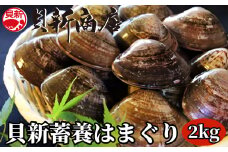 貝新畜養 活かしはまぐり （極上サイズ）2kg 木箱入り
はまぐり ハマグリ 蛤