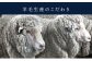 「良い服地は良い原料から」をモットーに世界の産地と直結し、優れた原料確保のためにグローバルな活動を展開しています。