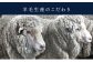 羊毛生産のこだわり。