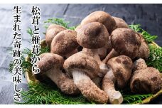 松茸と椎茸から生まれた奇跡の美味しさ。
新しいキノコ・伊勢の国「松太郎」【夏季冷蔵便対応】