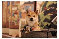 1110　愛犬参加　おかげ犬体験　小型犬