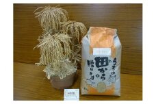 1868 精米発送（玄米10ｋｇを精米してから発送するため1割ほど目減りします）令和7年産ミルキークイーン　コシヒカリ 低アミロース 数量限定 ご飯 お米 コメ 10キロ 伊勢市 伊勢市産 伊勢志摩 三重県 光沢が良い つや もちもち 冷めても硬くなりにくい おにぎり お弁当 大西農園