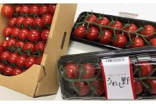 【1-232】うれし野　房どりミニトマト