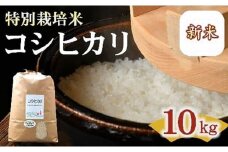 コシヒカリ 特別栽培米 10kg 【 新米予約　9月以降発送 】 （ 米 お米 こめ コメ おこめ 白米 精米 こしひかり コシヒカリ 特別栽培米 新米 人気 おすすめ ランキング 三重県 松阪市 ） 【3-197】