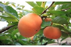 次郎柿（10kg）【限定80箱】【1.3-38】