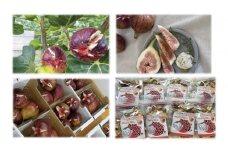 【1.3-18】松阪のいちじくセット【限定20個】
