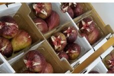 【1.3-19】松阪のいちじく4パックセット【限定20個】