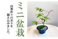 ミニ盆栽【1.2-23】
