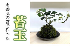 苔玉【1.1-28】