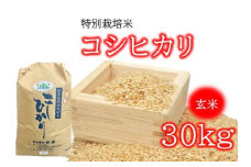 （新米）コシヒカリ（特別栽培米）玄米 30㎏【002115】