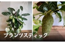 プランツスティック【002156】