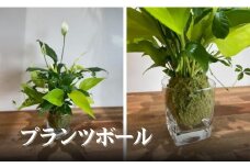 プランツボール【002155】