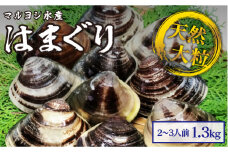 マルヨシ水産　桑名産大粒天然蛤　1.3kg_はまぐり　ハマグリ　魚介　貝　魚貝　活はまぐり　焼きはま　海鮮　網焼き　酒蒸し　お吸い物　パエリア　パスタ　b_64