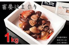 桑名はまぐり屋　蓄養はまぐり　3年～6年もの　1kg_蛤　ハマグリ　魚介　貝　魚貝　活はまぐり　焼きはま　海鮮　網焼き　酒蒸し　お吸い物　パエリア　パスタ　a*97