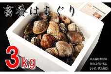 桑名はまぐり屋　蓄養はまぐり　3年～6年もの　3kg_蛤　ハマグリ　魚介　貝　魚貝　活はまぐり　焼きはま　海鮮　網焼き　酒蒸し　お吸い物　パエリア　パスタ　bb02
