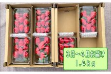 のらくら農園　のらくら農園の新鮮いちご・たっぷりセット　フレッシュ　旬　甘い　人気　イチゴ　苺　ベリー　フルーツ　果物　デザート　国産　ab21