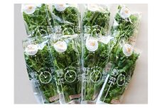 なばリーフ 贅沢 ケール パック 8p入/ 水耕栽培 時短 野菜 特殊フィルム包装 新鮮 洗わずに食べられる 無洗 炒め物 煮物 サラダ スムージー 青汁 手軽 安全 安心 栄養 健康