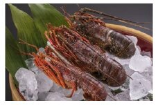 冷凍伊勢エビ (3尾 約１kg)　えび エビ いせえび イセエビ 高級 鮮魚 海鮮 産地直送 魚介 刺身 焼き物 汁物 ボイル グラタン ギフト 贈答 贈り物 祝い お祝い 歳暮 中元 天然 海の幸 正月 お正月 キャンプ BBQ バーベキュー 冷凍 急速 甘み凝縮 みそ汁 塩焼き 三重県 尾鷲 人気 UO-38