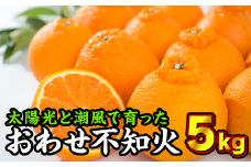 おわせ不知火（しらぬい） ５kg　KP-2 