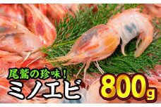 珍味！オニエビ（ミノエビ） ８００gセット 天然 鮮度抜群 漁船直送 海の上で食べる味 直送 海老 えび エビ 殻付き 有頭 生食 刺身 冷蔵 魚介類 魚貝類 海産物 おかず 産地直送 三重県産 尾鷲市 国産 人気 HA-60