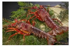 伊勢エビセット2尾( 約700g) 12月から1月1日到着分 えび エビ いせえび イセエビ 高級 鮮魚 海鮮 産地直送 魚介 刺身 グラタン 焼き物 汁物 えび鍋 ギフト 贈答 贈り物 配送日指定 祝い お祝い 歳暮 中元 天然 海の幸 正月 お正月 キャンプ BBQ バーベキュー 甘み凝縮 みそ汁 塩焼き 三重県 尾鷲 人気 UO-49 