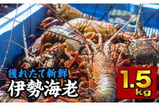 活 伊勢海老　1.5kg（2〜5尾）《10月2日～3月期間限定出荷：先行予約も可（到着日時指定必須商品）》　MT-14