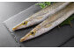 アカカマスは別名「アラハダ」の名で親しまれる高級魚！
