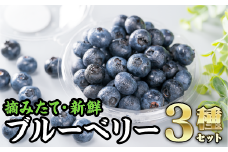  ３種の手摘みブルーベリー食べ比べ （100g × ３パック)＜お試し商品＞　MN-9